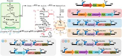 Modularly engineering Rhodotorula toruloides for α-terpineol production